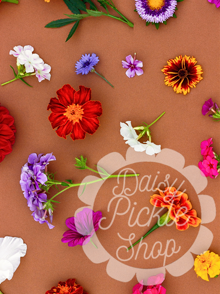 Colorful flowers on a brown background with 'Daisy Pickle Shop' branding.